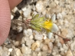 Leptosiphon lemmonii