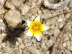 Leptosiphon lemmonii