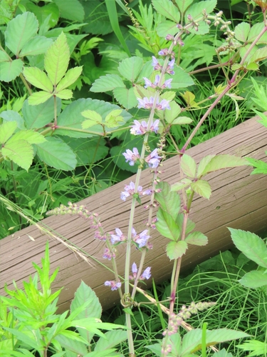 Image of Salvia japonica by (c) mami_t_t, some rights reserved (CC BY)