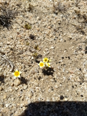 Leptosiphon lemmonii