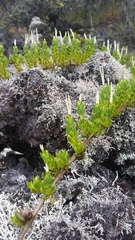 Coprosma ernodeoides