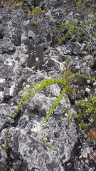 Coprosma ernodeoides