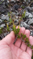 Coprosma ernodeoides