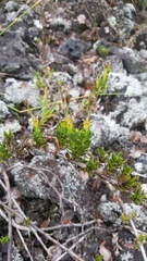 Coprosma ernodeoides