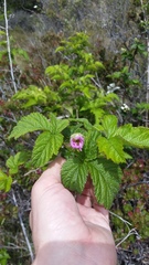 Rubus hawaiensis