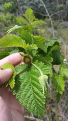 Rubus hawaiensis