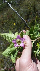 Rubus hawaiensis
