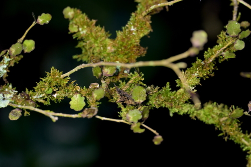 Image of Melicytus micranthus by (c) Christopher Stephens, some rights reserved (CC BY-SA)