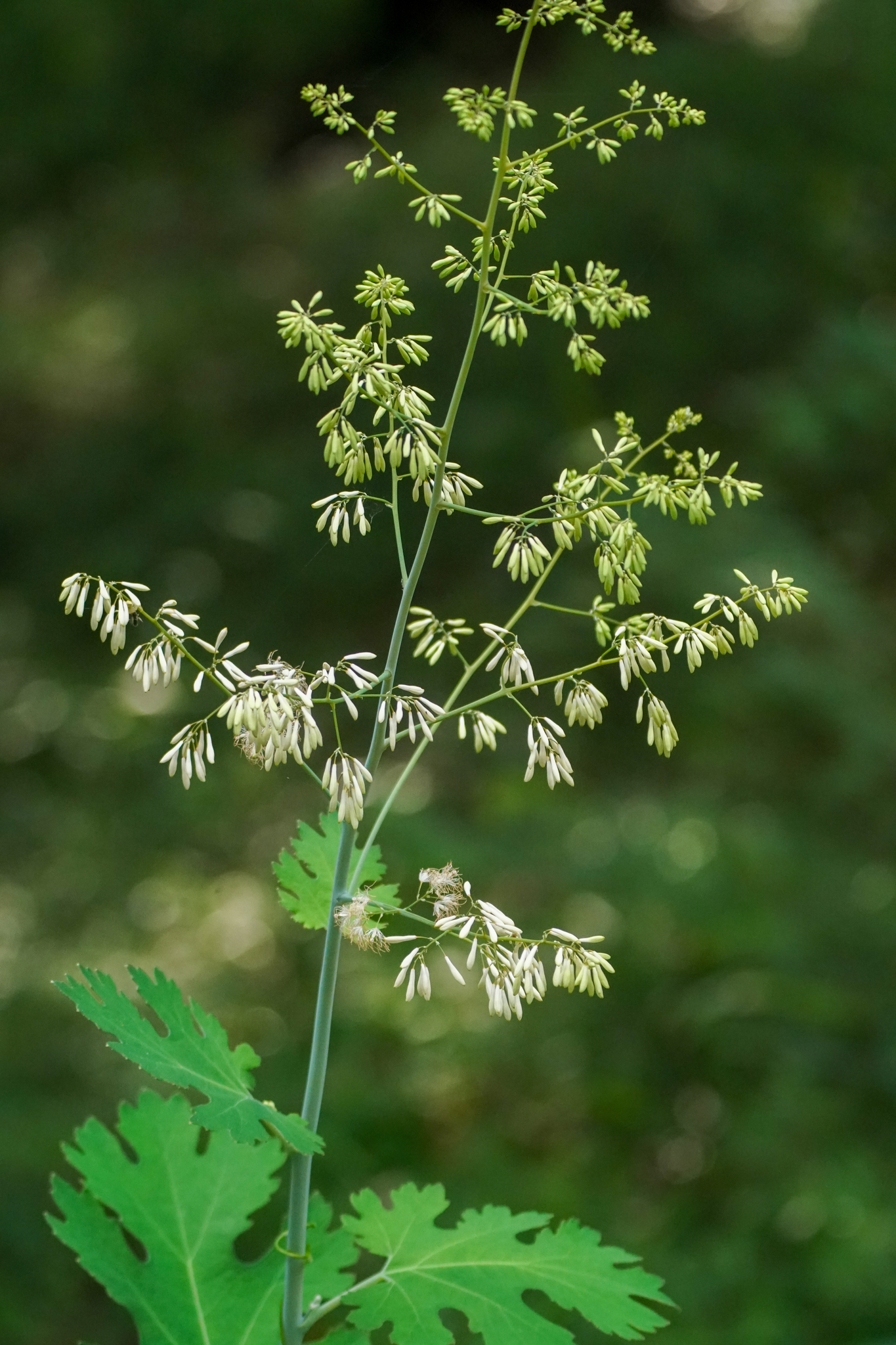 Plume Poppy (Macleaya cordata)  iNaturalist