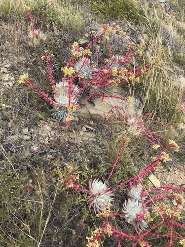 Dudleya candida