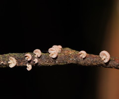 Mycena roseoflava