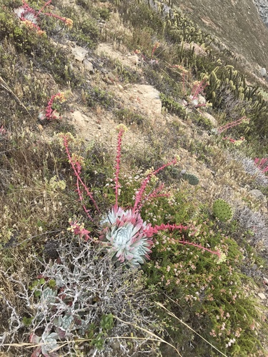 Dudleya candida