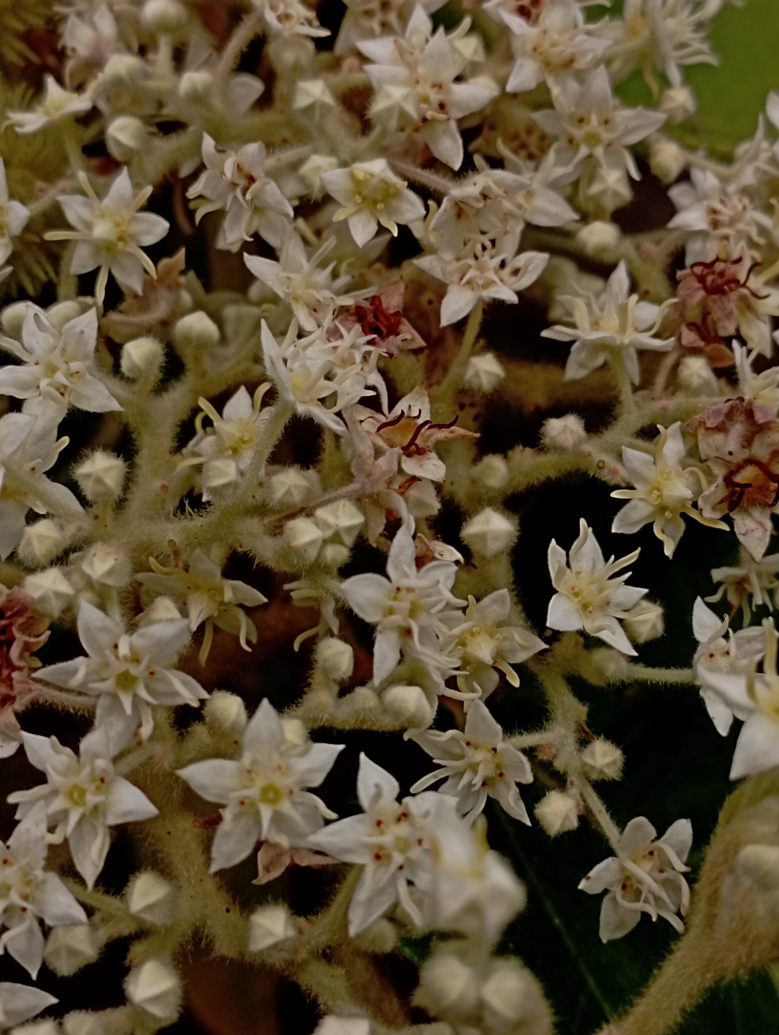 Commersonia bartramia — ảnh 2