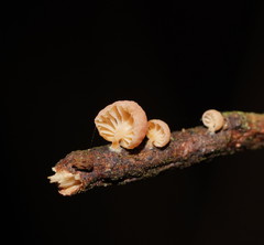 Mycena roseoflava