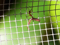 Leptomyrmex cnemidatus