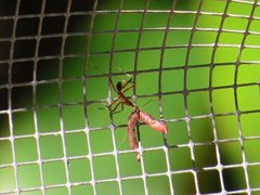 Leptomyrmex cnemidatus