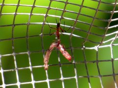 Leptomyrmex cnemidatus