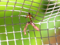 Leptomyrmex cnemidatus