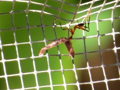 Leptomyrmex cnemidatus