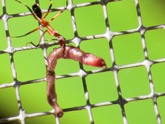 Leptomyrmex cnemidatus