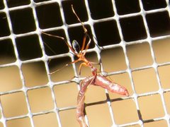 Leptomyrmex cnemidatus