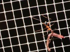 Leptomyrmex cnemidatus