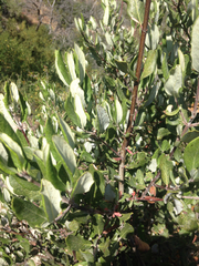 Garrya elliptica