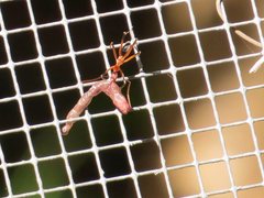 Leptomyrmex cnemidatus