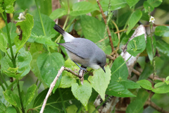 Mauritius Grey White-Eye