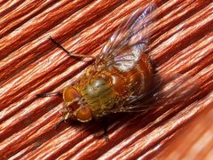 Calliphora ochracea