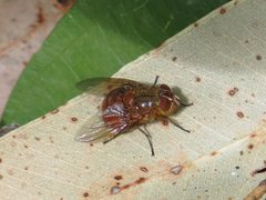 Calliphora ochracea