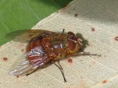 Calliphora ochracea