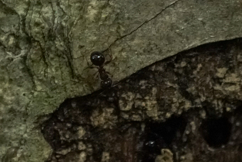 Photo of Japanese Queenless Ant (Pristomyrmex punctatus)