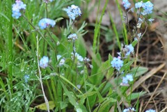 Myosotis alpestris suaveolens