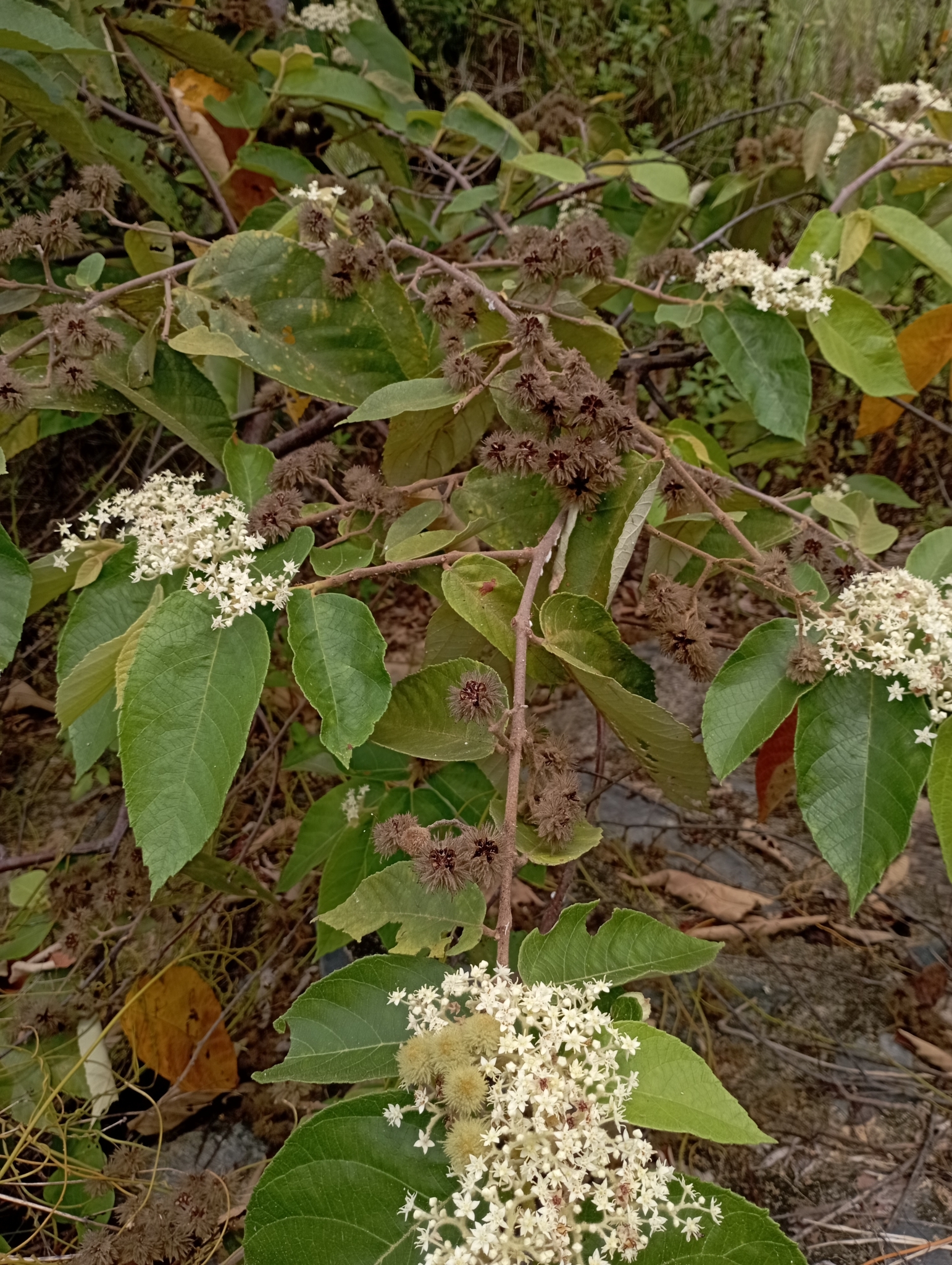 Commersonia bartramia — ảnh 3