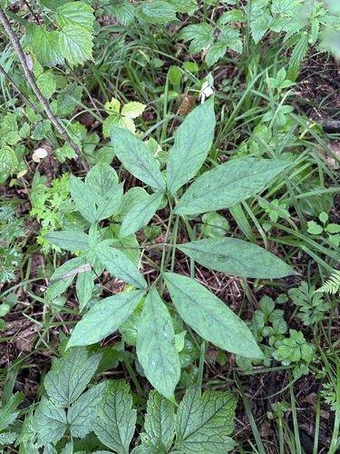 Arisaema serratum, photograph 2