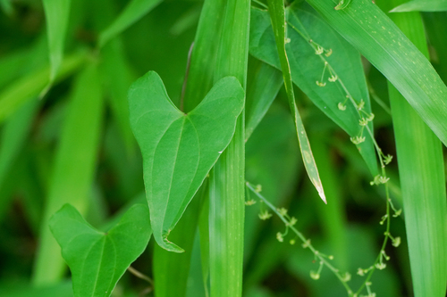 Dioscorea tenuipes iNat (1)