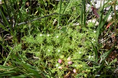 Navarretia intertexta