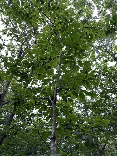 Image of Fraxinus chinensis by (c) Tatyana Petrenko, some rights reserved (CC BY)