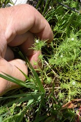 Navarretia intertexta