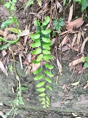 Adiantum philippense