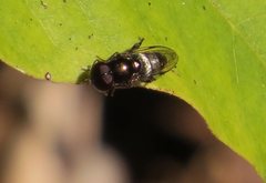 Eumerus argyrogaster