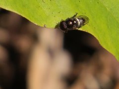 Eumerus argyrogaster