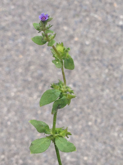 Asperugo procumbens