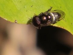 Eumerus argyrogaster