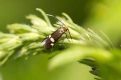 Cauchas leucocerella