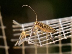 Temnosternus planiusculus