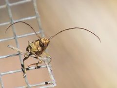 Temnosternus planiusculus