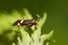 Cauchas leucocerella