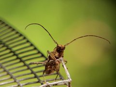 Temnosternus planiusculus